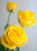 yellow roses - photo/picture definition - yellow roses word and phrase image