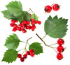 red haw berry - photo/picture definition - red haw berry word and phrase image