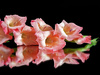 peach gladiola - photo/picture definition - peach gladiola word and phrase image