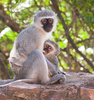 velvet monkey - photo/picture definition - velvet monkey word and phrase image