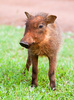 warthog piglet - photo/picture definition - warthog piglet word and phrase image