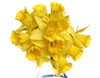 bunch of daffodils - photo/picture definition - bunch of daffodils word and phrase image