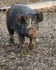 Berkshire breeder pig - photo/picture definition - Berkshire breeder pig word and phrase image