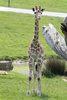 giraffe calf - photo/picture definition - giraffe calf word and phrase image