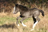filly foal - photo/picture definition - filly foal word and phrase image