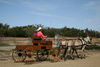 carriage ride - photo/picture definition - carriage ride word and phrase image