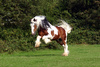 Irish Cob stallion - photo/picture definition - Irish Cob stallion word and phrase image