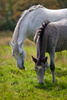 Connemara ponies - photo/picture definition - Connemara ponies word and phrase image