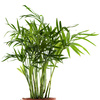 chamaedorea plant - photo/picture definition - chamaedorea plant word and phrase image