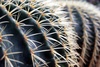 spikes - photo/picture definition - spikes word and phrase image