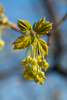 linden flowers - photo/picture definition - linden flowers word and phrase image
