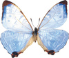 tropical butterfly - photo/picture definition - tropical butterfly word and phrase image