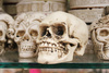 skulls - photo/picture definition - skulls word and phrase image