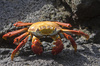 light-foot crab - photo/picture definition - light-foot crab word and phrase image