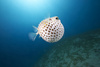 burrfish - photo/picture definition - burrfish word and phrase image