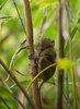 Philippine tarsier - photo/picture definition - Philippine tarsier word and phrase image