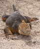 Galapagos iguana - photo/picture definition - Galapagos iguana word and phrase image