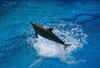 jumping dolphin - photo/picture definition - jumping dolphin word and phrase image
