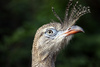 red-legged seriema - photo/picture definition - red-legged seriema word and phrase image