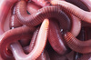 earthworms - photo/picture definition - earthworms word and phrase image