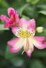 Peruvian lily - photo/picture definition - Peruvian lily word and phrase image