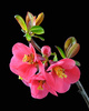 Japanese quince - photo/picture definition - Japanese quince word and phrase image