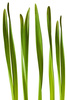 daffodil leaves - photo/picture definition - daffodil leaves word and phrase image