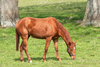chestnut mare - photo/picture definition - chestnut mare word and phrase image