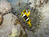 yellowtail clownfish - photo/picture definition - yellowtail clownfish word and phrase image