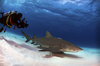 lemon shark - photo/picture definition - lemon shark word and phrase image