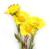 coltsfoot - photo/picture definition - coltsfoot word and phrase image