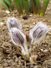 pasque flower - photo/picture definition - pasque flower word and phrase image