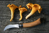kantarell mushrooms - photo/picture definition - kantarell mushrooms word and phrase image