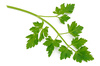 parsley sprig - photo/picture definition - parsley sprig word and phrase image