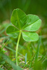 four leaf clover - photo/picture definition - four leaf clover word and phrase image