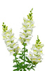 snapdragon - photo/picture definition - snapdragon word and phrase image