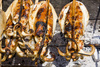 grilled calamari - photo/picture definition - grilled calamari word and phrase image