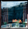 window flowers - photo/picture definition - window flowers word and phrase image