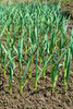 garlic saplings - photo/picture definition - garlic saplings word and phrase image