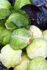 fresh cabbage heads - photo/picture definition - fresh cabbage heads word and phrase image