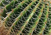 cactus needles - photo/picture definition - cactus needles word and phrase image