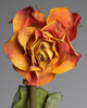 dried rose - photo/picture definition - dried rose word and phrase image