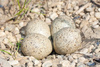 plovers nest - photo/picture definition - plovers nest word and phrase image