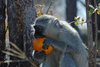 vervet monkey - photo/picture definition - vervet monkey word and phrase image