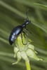 oil beetle - photo/picture definition - oil beetle word and phrase image
