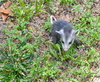 baby opossum - photo/picture definition - baby opossum word and phrase image