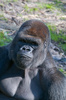 silverback lowland gorilla - photo/picture definition - silverback lowland gorilla word and phrase image