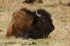 wild bison - photo/picture definition - wild bison word and phrase image