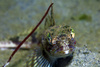 sculpin - photo/picture definition - sculpin word and phrase image