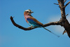 lilacbreasted roller - photo/picture definition - lilacbreasted roller word and phrase image